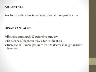 ADVANTAGE:
Allow localization & analysis of renal transport in vivo
DISADVANTAGE:
Require anesthesia & extensive surgery
Exposure of nephron may alter its function
Increase in luminal pressure lead to decrease in glomerular
function
 