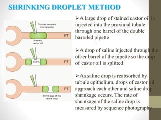 A large drop of stained castor oil is
injected into the proximal tubule
through one barrel of the double
barreled pipette
A drop of saline injected through the
other barrel of the pipette so the drop
of castor oil is splitted
As saline drop is reabsorbed by
tubule epithelium, drops of castor oil
approach each other and saline drop
shrinkage occurs. The rate of
shrinkage of the saline drop is
measured by sequence photography
SHRINKING DROPLET METHOD
 