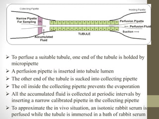 OIL
Suction
Perfusion Pipette
Perfusion Fluid
Accumulated
Fluid
Narrow Pipette
For Sampling
 To perfuse a suitable tubule, one end of the tubule is holded by
micropipette
 A perfusion pipette is inserted into tubule lumen
 The other end of the tubule is sucked into collecting pipette
 The oil inside the collecting pipette prevents the evaporation
 All the accumulated fluid is collected at periodic intervals by
inserting a narrow calibrated pipette in the collecting pipette
 To approximate the in vivo situation, an isotonic rabbit serum is
perfused while the tubule is immersed in a bath of rabbit serum
 