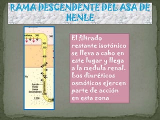 El filtrado
restante isotónico
se lleva a cabo en
este lugar y llega
a la medula renal.
Los diuréticos
osmóticos ejercen
parte de acción
en esta zona
 