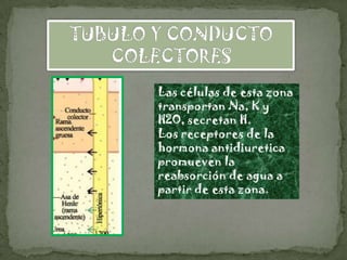 Las células de esta zona
transportan Na, K y
H2O, secretan H.
Los receptores de la
hormona antidiuretica
promueven la
reabsorción de agua a
partir de esta zona.
 