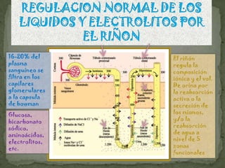 16-20% del      El riñón
plasma          regula la
sanguíneo se    composición
filtra en los   iónica y el vol.
capilares       De orina por
glomerulares    la reabsorción
a la capsula    activa o la
de bowman       secreción de
Glucosa,        los mismos,
bicarbonato     y/o la
sódico,         reabsorción
aminoácidos,    de agua a
electrolitos,   nivel de 5
etc.            zonas
                funcionales
 