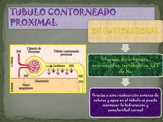 Glucosa, bicarbonato,
aminoácidos, metabolitos, 2/3
           de Na




Gracias a esta reabsorción extensa de
 solutos y agua en el túbulo se puede
      mantener la hidratación y
         osmolaridad normal
 