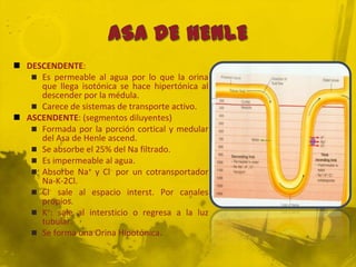  DESCENDENTE:
    Es permeable al agua por lo que la orina
     que llega isotónica se hace hipertónica al
     descender por la médula.
    Carece de sistemas de transporte activo.
 ASCENDENTE: (segmentos diluyentes)
    Formada por la porción cortical y medular
     del Asa de Henle ascend.
    Se absorbe el 25% del Na filtrado.
    Es impermeable al agua.
    Absorbe Na+ y Cl- por un cotransportador
     Na-K-2Cl.
    Cl- sale al espacio interst. Por canales
     propios.
    K+: sale al intersticio o regresa a la luz
     tubular.
    Se forma una Orina Hipotónica.
 