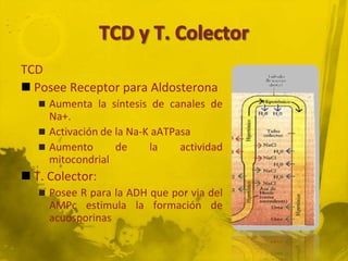 TCD
 Posee Receptor para Aldosterona
    Aumenta la síntesis de canales de
     Na+.
    Activación de la Na-K aATPasa
    Aumento       de     la    actividad
     mitocondrial
 T. Colector:
    Posee R para la ADH que por via del
     AMPc estimula la formación de
     acuosporinas
 