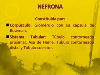 Constituida por:
Corpúsculo: Glomérulo con su capsula de
 Bowman.
Sistema Tubular: Túbulo contorneado
 proximal, Asa de Henle, Túbulo contorneado
 distal y Túbulo colector.
 