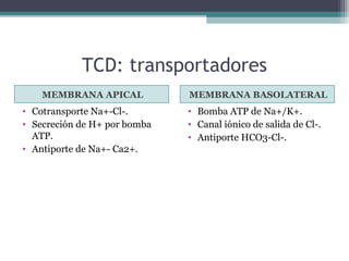 TCD: transportadores
    MEMBRANA APICAL           MEMBRANA BASOLATERAL
• Cotransporte Na+-Cl-.       • Bomba ATP de Na+/K+.
• Secreción de H+ por bomba   • Canal iónico de salida de Cl-.
  ATP.                        • Antiporte HCO3-Cl-.
• Antiporte de Na+- Ca2+.
 