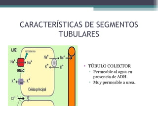 CARACTERÍSTICAS DE SEGMENTOS
         TUBULARES


               • TÚBULO COLECTOR
                 ▫ Permeable al agua en
                   presencia de ADH.
                 ▫ Muy permeable a urea.
 