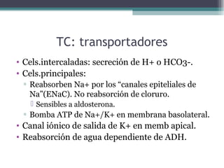 TC: transportadores
• Cels.intercaladas: secreción de H+ o HCO3-.
• Cels.principales:
 ▫ Reabsorben Na+ por los “canales epiteliales de
   Na”(ENaC). No reabsorción de cloruro.
    Sensibles a aldosterona.
 ▫ Bomba ATP de Na+/K+ en membrana basolateral.
• Canal iónico de salida de K+ en memb apical.
• Reabsorción de agua dependiente de ADH.
 