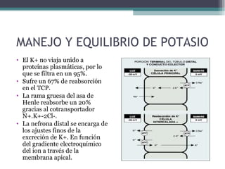MANEJO Y EQUILIBRIO DE POTASIO
• El K+ no viaja unido a
  proteínas plasmáticas, por lo
  que se filtra en un 95%.
• Sufre un 67% de reabsorción
  en el TCP.
• La rama gruesa del asa de
  Henle reabsorbe un 20%
  gracias al cotransportador
  N+.K+-2Cl-.
• La nefrona distal se encarga de
  los ajustes finos de la
  excreción de K+. En función
  del gradiente electroquímico
  del ion a través de la
  membrana apical.
 