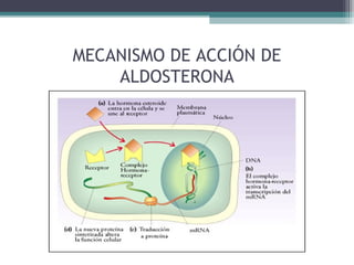 MECANISMO DE ACCIÓN DE
    ALDOSTERONA
 