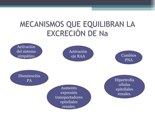MECANISMOS QUE EQUILIBRAN LA
       EXCRECIÓN DE Na
Activación
del sistema          Activación
 simpático            eje RAA        Cambios
                                       PNA



Disminución
    PA                            Hipertrofia
                                    células
                 Aumento          epiteliales
                 expresión         renales.
              transportadores
                 epiteliales
                  renales.
 