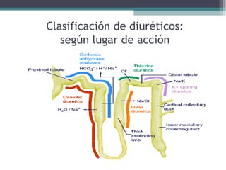 Clasificación de diuréticos:
   según lugar de acción
 