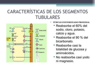 CARACTERÍSTICAS DE LOS SEGMENTOS
           TUBULARES
                  TÚBULO CONTORNEADO PROXIMAL

                    Reabsorbe el 60% del
                     sodio, cloro, potasio,
                     calcio y agua.
                    Reabsorbe el 90 % del
                     bicarbonato.
                    Reabsorbe casi la
                     totalidad de glucosa y
                     aminoácidos.
                    No reabsorbe casi yodo
                     ni magnesio.
 