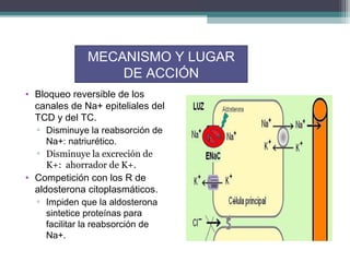 MECANISMO Y LUGAR
                  DE ACCIÓN
• Bloqueo reversible de los
  canales de Na+ epiteliales del
  TCD y del TC.
  ▫ Disminuye la reabsorción de
     Na+: natriurético.
  ▫ Disminuye la excreción de
     K+: ahorrador de K+.
• Competición con los R de
  aldosterona citoplasmáticos.
  ▫ Impiden que la aldosterona
     sintetice proteínas para
     facilitar la reabsorción de
     Na+.
 