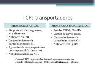 TCP: transportadores
    MEMBRANA APICAL                      MEMBRANA BASOLATERAL
• Simporte de Na con glucosa,            • Bomba ATP de Na+/K+.
  aa y vitaminas.                        • Carrier de aa y glucosa.
• Antiporte Na+/H+.                      • Canales iónicos o vía
• Canales iónicos o vía                    paracelular para el Cl-.
  paracelular para el Cl-.               • Antiporte HCO3-/Cl-.
• Agua a través de aquaporinas o
  por vía paracelular(arrastre).
• Anhidrasa carbónica(AC).

       Como el TCP es permeable tanto al agua como a solutos,
       cuando el filtrado sales del TCP, es isotónico con el plasma.
 