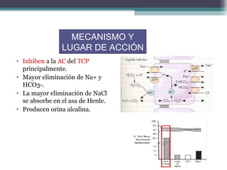MECANISMO Y
                LUGAR DE ACCIÓN
• Inhiben a la AC del TCP
  principalmente.
• Mayor eliminación de Na+ y
  HCO3-.
• La mayor eliminación de NaCl
  se absorbe en el asa de Henle.
• Producen orina alcalina.
 