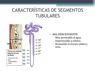 CARACTERÍSTICAS DE SEGMENTOS
         TUBULARES


              • ASA DESCENDENTE
                ▫ Muy permeable al agua.
                ▫ Impermeable a solutos.
                ▫ Permeable al cloruro sódico y
                  urea.
 