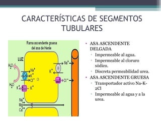 CARACTERÍSTICAS DE SEGMENTOS
         TUBULARES
              • ASA ASCENDENTE
                DELGADA
                ▫ Impermeable al agua.
                ▫ Impermeable al cloruro
                  sódico.
                ▫ Discreta permeabilidad urea.
              • ASA ASCENDENTE GRUESA
                ▫ Transportador activo Na-K-
                  2Cl
                ▫ Impermeable al agua y a la
                  urea.
 