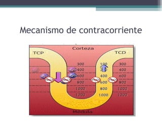 Mecanismo de contracorriente
 