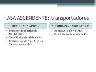 ASA ASCENDENTE: transportadores
    MEMBRANA APICAL               MEMBRANA BASOLATERAL
• Transportador activo de         • Bomba ATP de Na+/K+.
  Na+K+-2Cl-.                     • Canal iónico de salida de Cl-.
• Canal iónico de salida de K+.
• Reabsorción de Na+, Mg2+ y
  Ca 2+ vía paracelular.
 