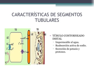 CARACTERÍSTICAS DE SEGMENTOS
         TUBULARES


               • TÚBULO CONTORNEADO
                 DISTAL
                 ▫ Impermeable al agua.
                 ▫ Reabsorción activa de sodio.
                 ▫ Secreción de potasio y
                   protones.
 