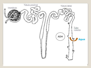 Agua
ADH
 