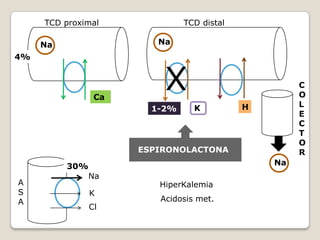 K
Cl
30% Na
A
S
A
TCD proximal TCD distal
C
O
L
E
C
T
O
R
4%
1-2%
Na
Na
Ca
Na
K H
ESPIRONOLACTONA
HiperKalemia
Acidosis met.
X
 