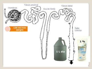 1 L dia
1 %
120 ml/min
sangre
 