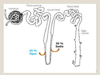 25 %
Agua
30 %
Sodio
 