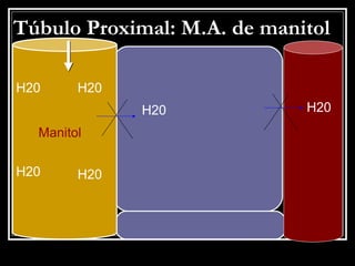 TTúúbbuulloo PPrrooxxiimmaall:: MM..AA.. ddee mmaanniittooll 
H20 H20 
Manitol 
H20 
H20 
H20 H20 
 