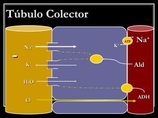 TTúúbbuulloo CCoolleeccttoorr 
NNaa++ 
-- 
KK++ 
AAlldd HH22OO 
NNaa++ 
KK++ 
AATTPP 
CCll-- AADDHH 
 