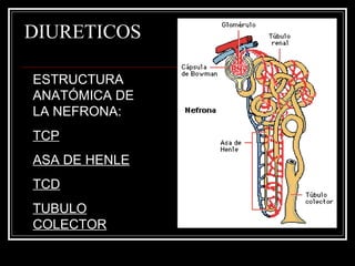 DIURETICOS 
ESTRUCTURA 
ANATÓMICA DE 
LA NEFRONA: 
TCP 
ASA DE HENLE 
TCD 
TUBULO 
COLECTOR 
 