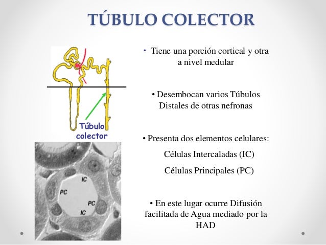 Sistema Renal y Farmacología Renal