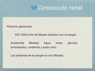 Filtración glomerular:
o 105-125mL/min de filtrado isotónico con la sangre
Sustancias filtradas: Agua, iones, glucosa,
aminoácidos, creatinina y ácido úrico
o Las proteínas de la sangre no son filtradas.
 