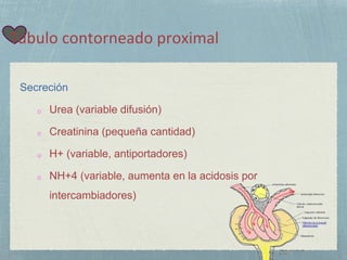 Túbulo contorneado proximal
Secreción
o Urea (variable difusión)
o Creatinina (pequeña cantidad)
o H+ (variable, antiportadores)
o NH+4 (variable, aumenta en la acidosis por
intercambiadores)
 