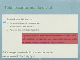 El K+ sale por canales debido a la despolarización
(secreción de K+, Ca+2, Mg+2 y H+.
Posee R para Aldosterona
1. Aumenta la síntesis de canales de Na+.
2. Activación de la Na-K aATPasa
3. Aumento de la actividad mitocondrial
Algunas de las células epiteliales del tubo contorneado distal y tubo
colector (células principales) poseen en su membrana luminar canales
de Na+ que provocan despolarización de la membrana.
 