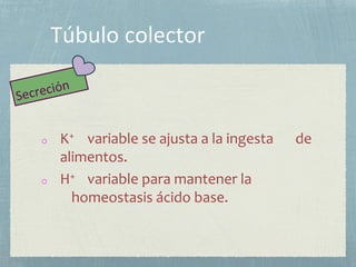 o K+ variable se ajusta a la ingesta de
alimentos.
o H+ variable para mantener la
homeostasis ácido base.
 