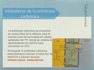 La anhidrasa carbonica se encuentra
en varios sitios de la nefrona, pero la
enzima como tal se localiza en células
epiteliales del TP, donde se cataliza la
deshidratación de H2CO3 para
convertirlo en CO2.
Inhibidores de la anhidrasa
carbónica
Al bloquear la anhidrasa carbónica
estos fármacos reducen la resorción de
NaHCO3 e inducen diuresis.
Inhibidor propio: acetazolamida.
TúbuloProximal
 