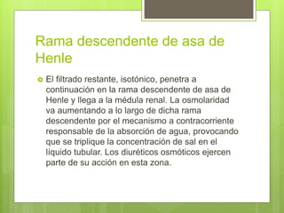 Rama descendente de asa de
Henle
 El filtrado restante, isotónico, penetra a
continuación en la rama descendente de asa de
Henle y llega a la médula renal. La osmolaridad
va aumentando a lo largo de dicha rama
descendente por el mecanismo a contracorriente
responsable de la absorción de agua, provocando
que se triplique la concentración de sal en el
líquido tubular. Los diuréticos osmóticos ejercen
parte de su acción en esta zona.
 