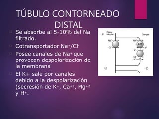 TÚBULO CONTORNEADO
DISTAL
Se absorbe al 5-10% del Na
filtrado.
Cotransportador Na+/Cl-
Posee canales de Na+ que
provocan d...