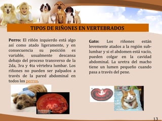 Farmacologia Sistema Urinario Animal: Diureticos veterinarios | PPT