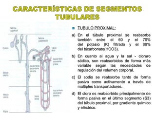 TUBULO PROXIMAL:
a) En el túbulo proximal se reabsorbe
también entre el 60 y el 70%
del potasio (K) filtrado y el 80%
del bicarbonato(HCO3).
b) En cuanto al agua y la sal - cloruro
sódico, son reabsorbidos de forma más
variable según las necesidades de
regulación del volumen corporal.
c) El sodio se reabsorbe tanto de forma
pasiva como activamente a través de
múltiples transportadores.
d) El cloro es reabsorbido principalmente de
forma pasiva en el último segmento (S3)
del túbulo proximal, por gradiente químico
y eléctrico.
 