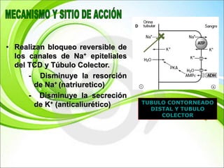 • Realizan bloqueo reversible de
los canales de Na+ epiteliales
del TCD y Túbulo Colector.
- Disminuye la resorción
de Na+ (natriuretico)
- Disminuye la secreción
de K+ (anticaliurético) TUBULO CONTORNEADO
DISTAL Y TUBULO
COLECTOR
 