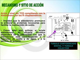 Actúa a nivel del TCD compitiendo con la
Aldosterona por los R citoplasmáticos.
• Impiden que la aldosterona promueva
la síntesis de proteínas necesarias para
facilitar la reabsorción de sodio.
• Como sólo son activos si existe
aldosterona, su eficacia diurética
dependerá de la intensidad con que la
aldosterona esté contribuyendo a la
retención de sodio y de agua, y a la
pérdida de potasio.
TUBULO CONTORNEADO
DISTAL Y TUBULO
COLECTOR
 