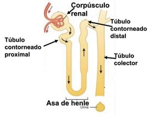 Aumento de la permeabilidad al H2O en el Túbulo Colector.JuLiO PaChEcOCorpúsculo renalTúbulo contorneado distalTúbulo contorneado proximalTúbulo colectorAsa de henle