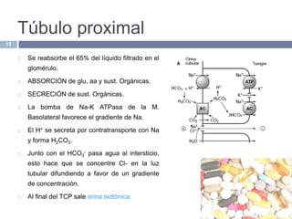 Túbulo proximalSe reabsorbe el 65% del líquido filtrado en el glomérulo.ABSORCIÓN de glu, aa y sust. Orgánicas.SECRECIÓN de sust. Orgánicas.La bomba de Na-K ATPasa de la M. Basolateral favorece el gradiente de Na.El H+ se secreta por contratransporte con Na y forma H2CO3.Junto con el HCO3- pasa agua al intersticio, esto hace que se concentre Cl- en la luz tubular difundiendo a favor de un gradiente de concentración.Al final del TCP sale orina isotónica.15