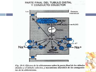Efectos en la excrecion urinariaDebido a la capacidad limitada del TD y TCo para resorber solutos el bloqueo de canales Na, solo aumenta muy poco la tasa de excrecion de Na y Cl.Disminuye los indices de excresion de K, H y CaPuede disminuir la excrecion de acurico.Tienen poco efecto en la hemodinamica renal y no alteran la retroalimentacion tubuloglomerular.