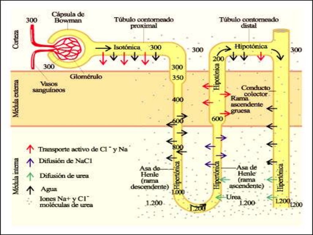 Diureticoss 2014 Diureticoss 2014