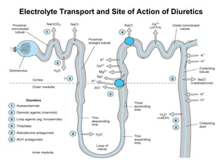 Electrolyte Transport and Site of Action of Diuretics
 